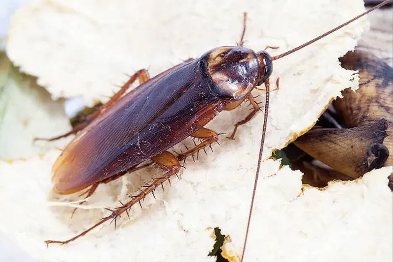 酒店房间灭蟑螂，建议找专门的灭蟑螂机构进行操作