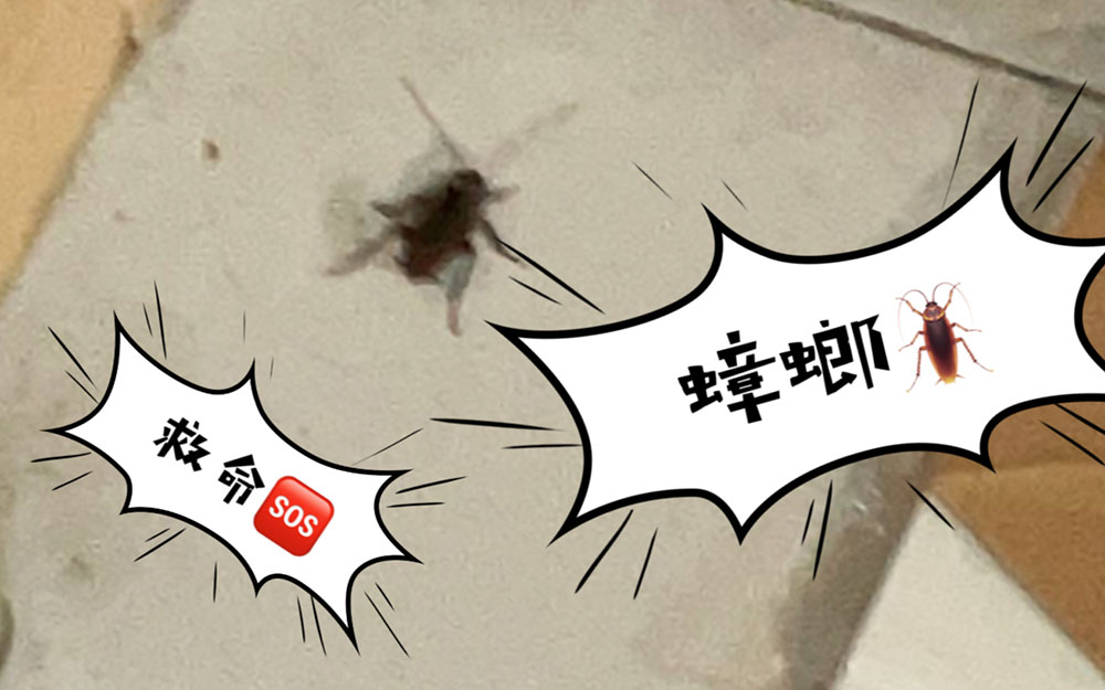 灭蟑螂